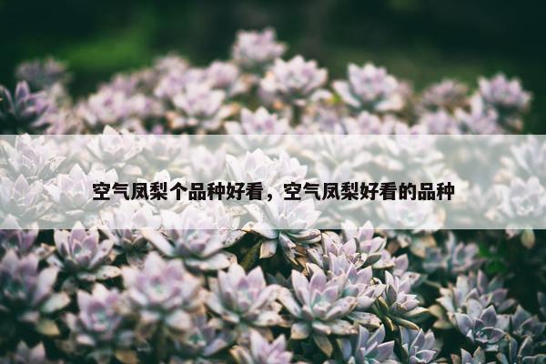 空气凤梨个品种好看，空气凤梨好看的品种
