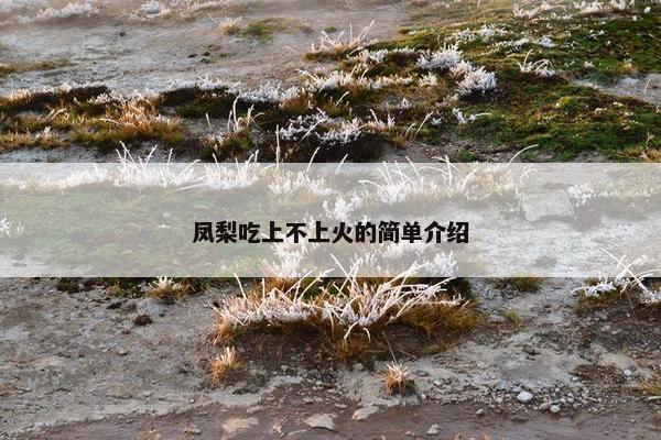 凤梨吃上不上火的简单介绍
