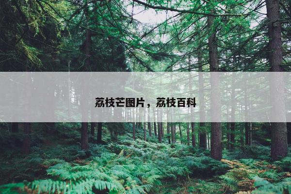 荔枝芒图片，荔枝百科