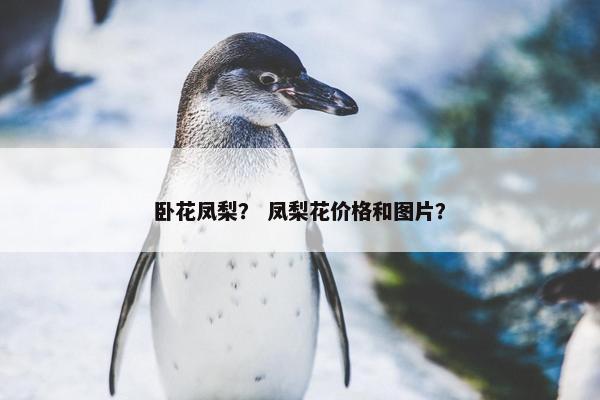 卧花凤梨？ 凤梨花价格和图片？