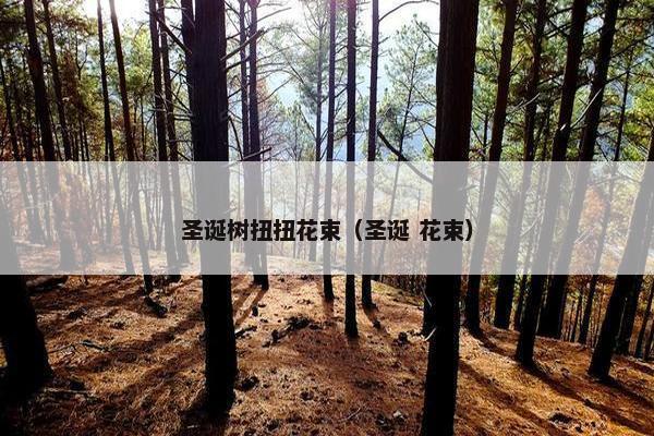 圣诞树扭扭花束（圣诞 花束）