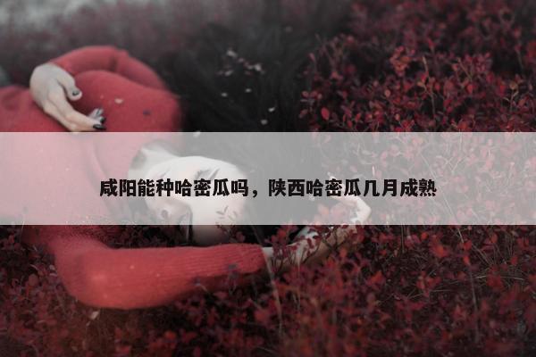 咸阳能种哈密瓜吗，陕西哈密瓜几月成熟