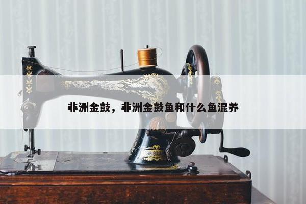 非洲金鼓，非洲金鼓鱼和什么鱼混养