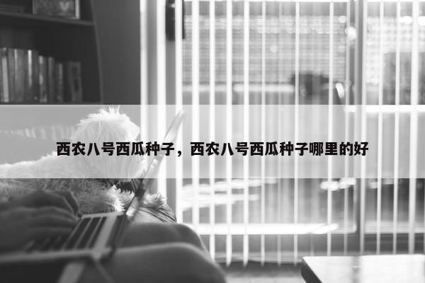 西农八号西瓜种子，西农八号西瓜种子哪里的好
