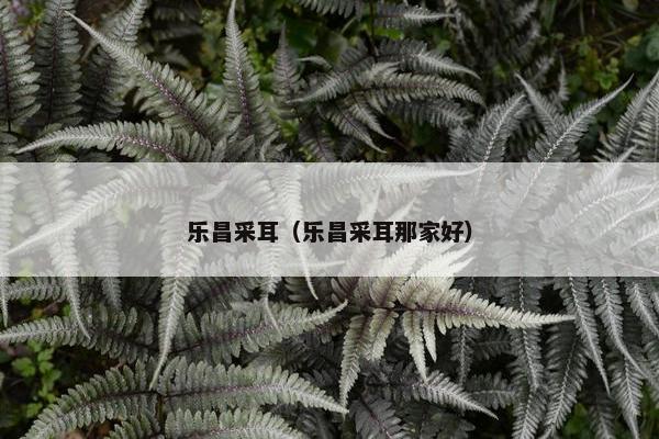 乐昌采耳（乐昌采耳那家好）
