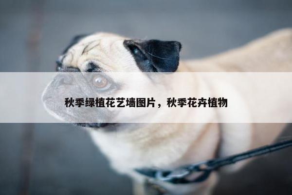 秋季绿植花艺墙图片，秋季花卉植物
