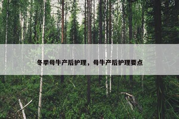 冬季母牛产后护理，母牛产后护理要点