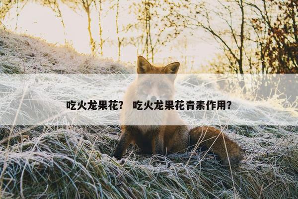 吃火龙果花？ 吃火龙果花青素作用？