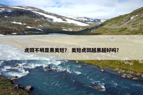 虎斑不明显黑美短？ 美短虎斑越黑越好吗？