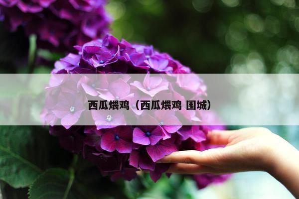 西瓜煨鸡（西瓜煨鸡 围城）
