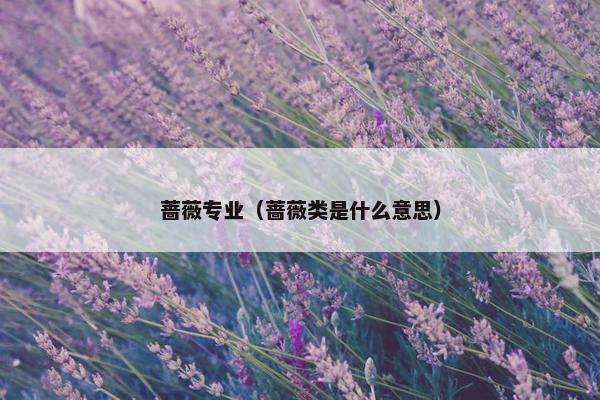 蔷薇专业（蔷薇类是什么意思）